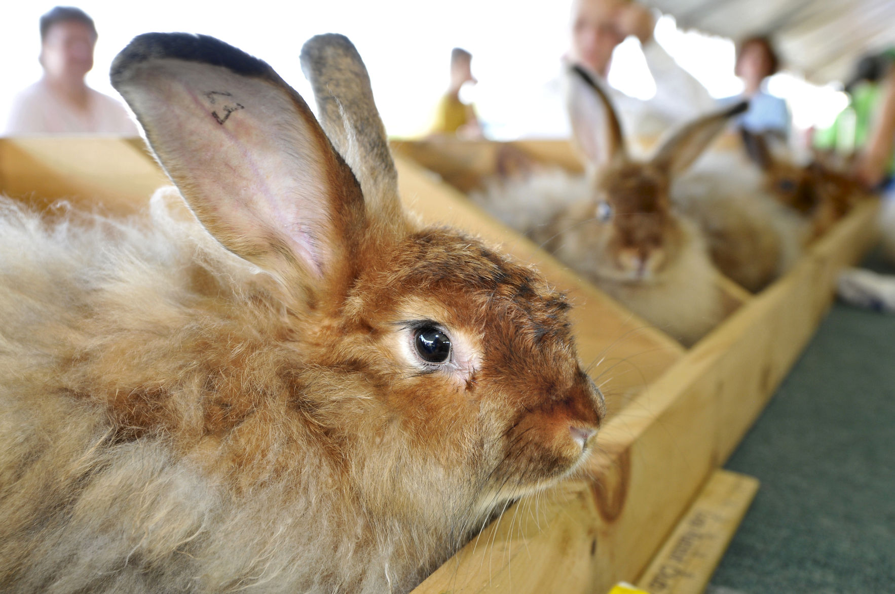 Satin Angora rabbits are at their best during competition Tuesday at the Elizabethtown Fair.